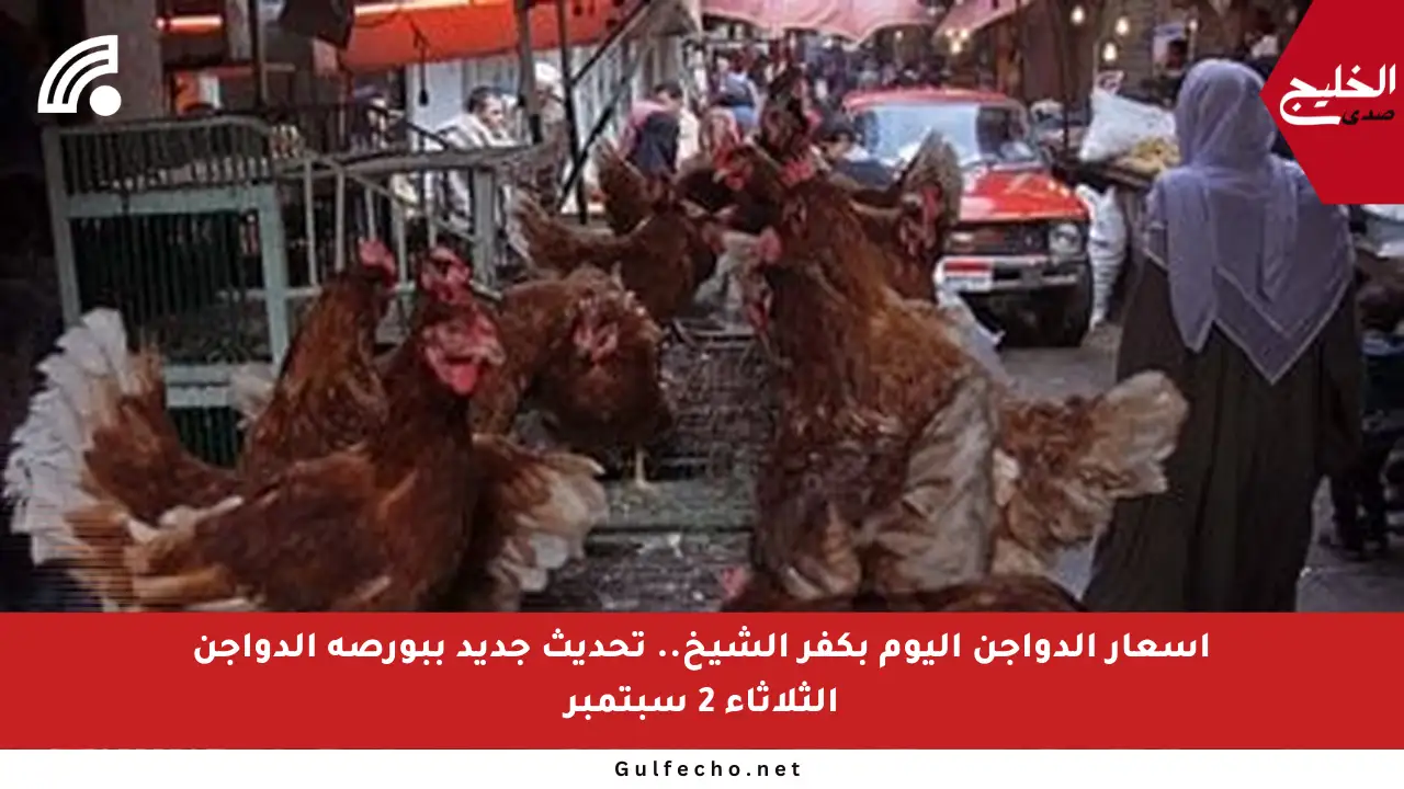 أسعار الدواجن اليوم بكفر الشيخ.. تحديث جديد ببورصة الدواجن الثلاثاء 2 سبتمبر
